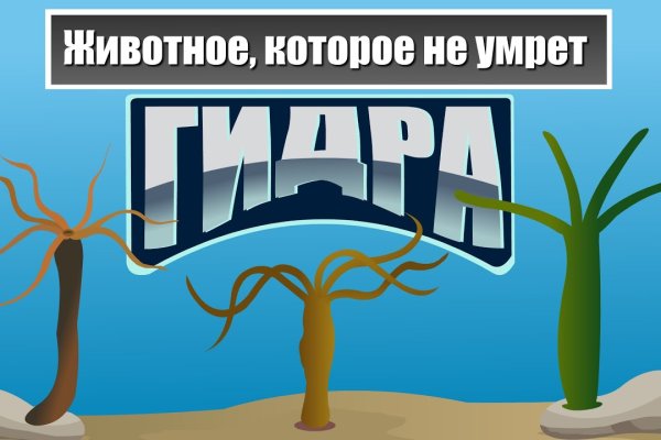 Грамм гашиша цена