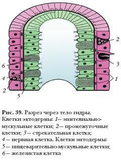 Купить гашиш экстази мефедрон